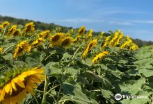 Sunflowers Of Sanborn景点图片