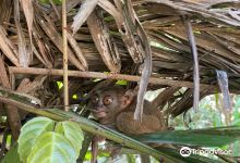 菲律宾眼镜猴及野生动物保护区景点图片