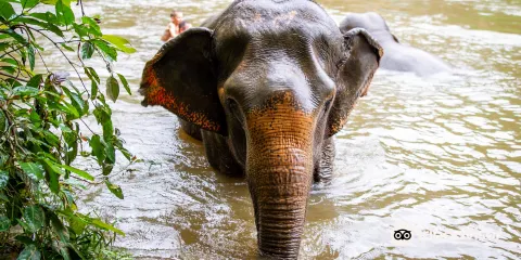 Elephant Haven Thailand