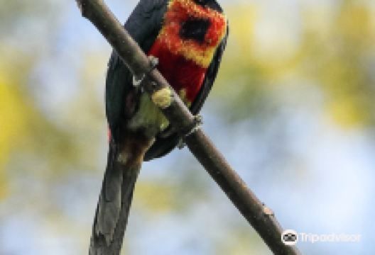 Bird Photo Hunt C.P景点图片