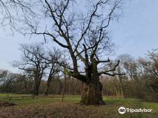Rogalin Landscape Park-伯灵顿