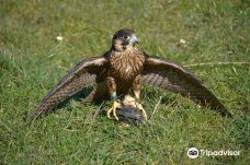Haven Falconry-Havenstreet and Ashey