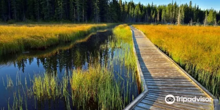 The Beaver Boardwalk