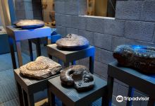 Fossilienmuseum der Holcim景点图片