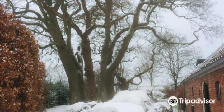 Hunebed D4 bij Midlaren