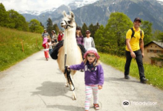 Lama Trekking景点图片