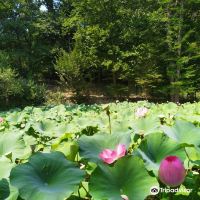 拜勒乌努麦图片