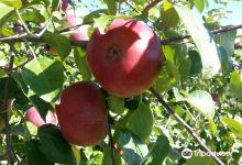 Pleasant Valley Orchard景点图片