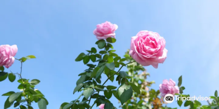 Suan Kulap Klang Phana