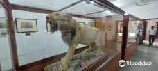 Ganga Singh Museum-比卡内尔