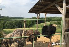 Straussenfarm Emminghausen景点图片