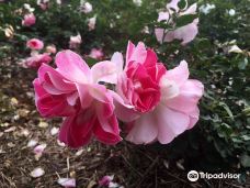 Cowra Rose Garden-考拉