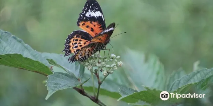 Butterfly Conservatory Of Goa