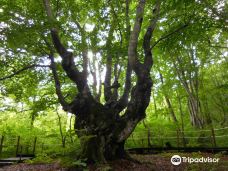 Nakajimadai Shishigahana Marsh-仁贺保市