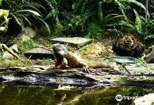 Reptile Park景点图片