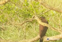 Pilibhit Tiger Reserve景点图片