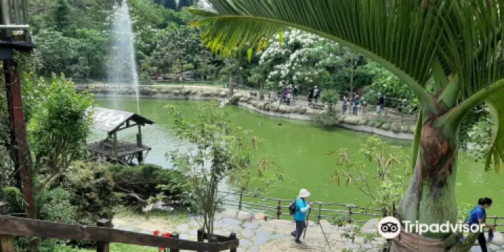 Lagerstroemia Subcostata Lake Recreation Farm