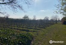 Winery Kranenburg景点图片