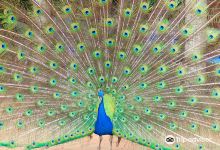 Esperance Bird and Animal Park景点图片