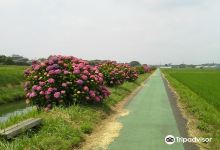 Fureai Hydrangeas Road景点图片