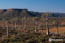 Quiver Tree Forest-Namakwa