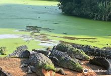 Malcolm Douglas Crocodile Park and Animal Refuge景点图片