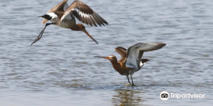 Calidris Birdsafaries