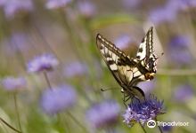 Butterflies at the Vliet景点图片