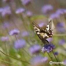 Butterflies at the Vliet-莱岑丹