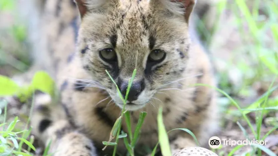 Emdoneni Cheetah project