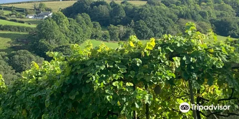 Looe Valley Vineyard