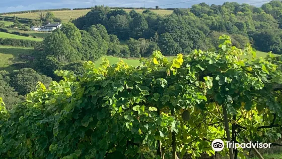 Looe Valley Vineyard