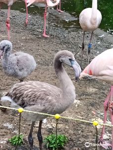 Chemnitz Zoo-开姆尼茨