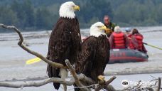 奇尔卡特河-海恩斯自治市镇