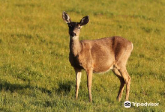 Tule Elk Preserve景点图片