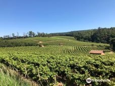 Vinhos Micheletto - Sítio Santa Rita-Louveira
