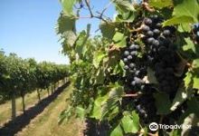 Indian Island Winery景点图片