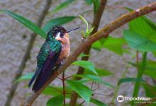 Hummingbird Gallery购物图片