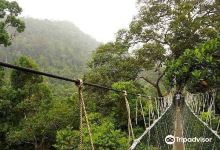 Taman Negara Canopy Walkway景点图片