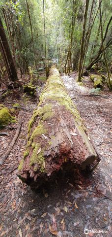 Tall Trees Walk-Mount Field