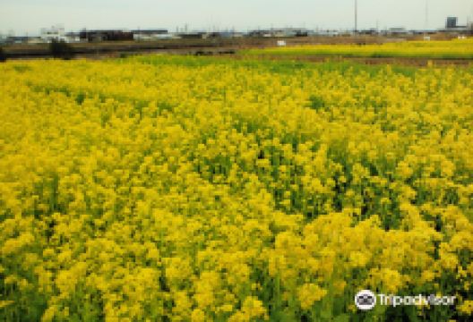 Nakagawa Yashio Flower Park景点图片