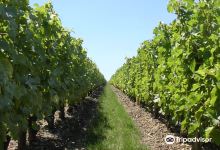 Domaine Paris, Père et Fils景点图片