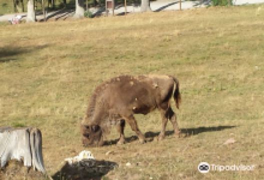 Wildpark Gersfeld景点图片