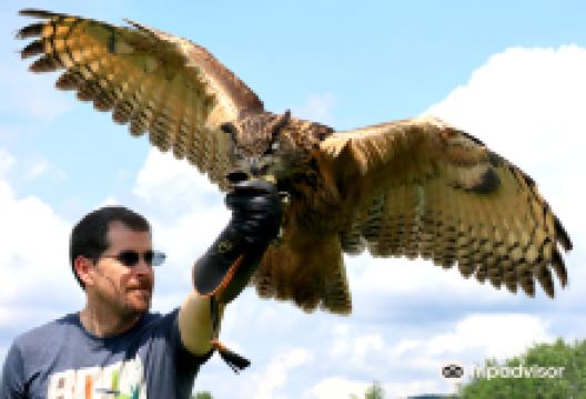 New England Falconry景点图片