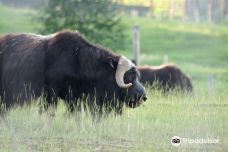 Large Animal Research Station-科利奇