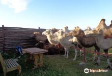 Camel Farm LAIDOYA景点图片