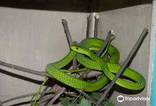 Bio-Ken Snake Farm景点图片
