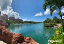 Marine Habitat at Atlantis景点图片
