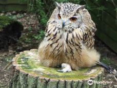 Rutland Falconry and Owl Centre-埃克斯顿