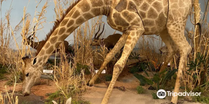 Rosenbruch World Wildlife Museum